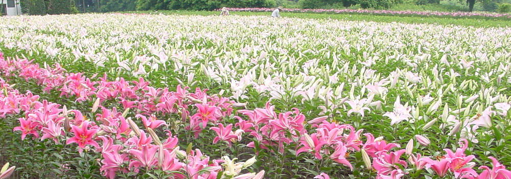 ゆりの球根栽培風景02